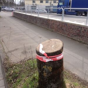 Baum an der Provitze